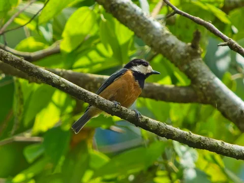 Chestnut-bellied Tit