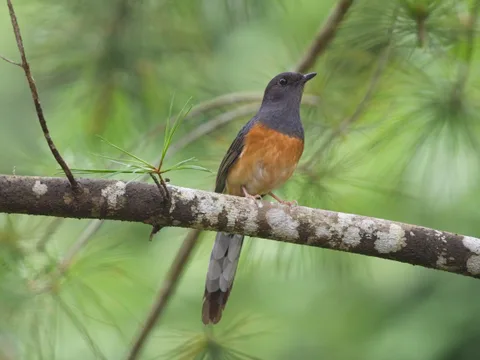 White-rumped Shama