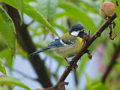 Green-backed Tit