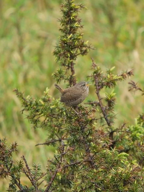 Eurasian Wren, Taiwan ssp.