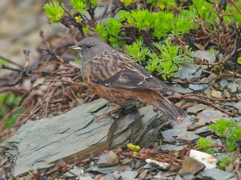 Alpine Accentor