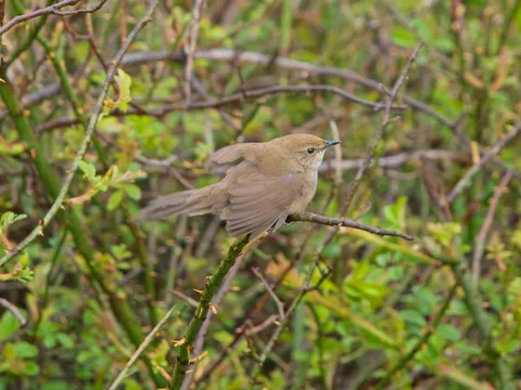 Taiwan Bush Warbler