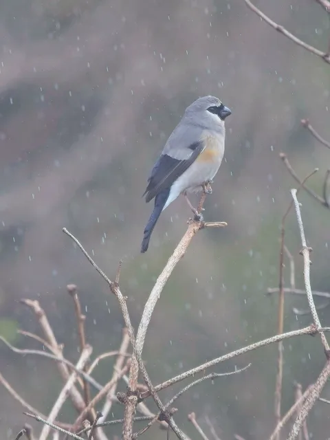 Taiwan Bullfinch