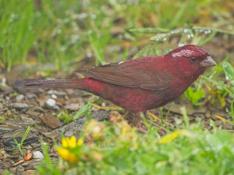 Taiwan Rosefinch