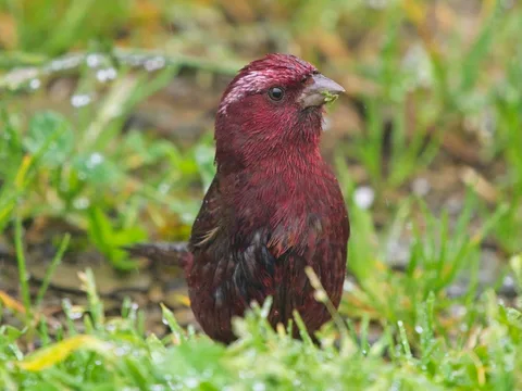 Taiwan Rosefinch