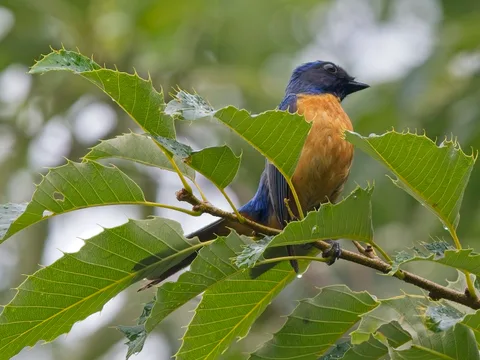 Taiwan Vivid Niltava