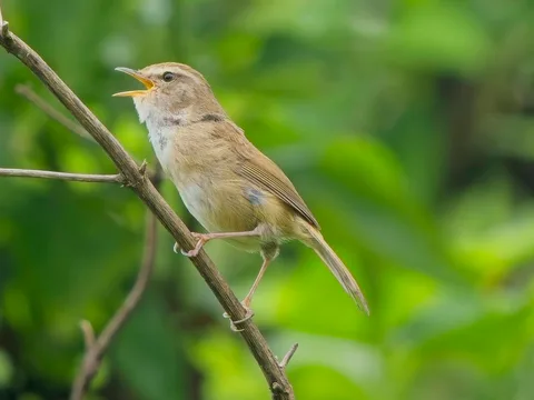 Brown-flanked Bush Warbler (Strong-legged)