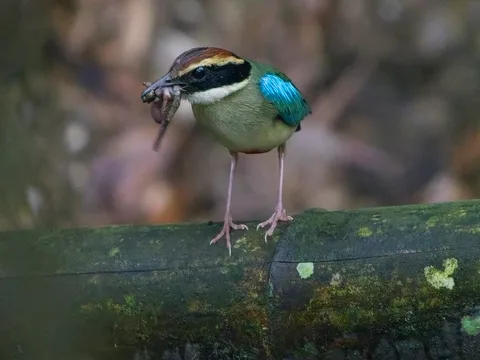 Fairy Pitta