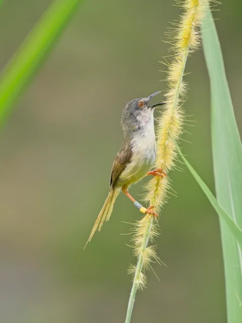 Yellow-bellied Prinia