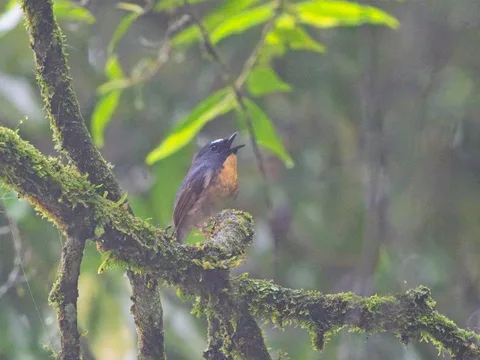 Snowy-browed Flycatcher