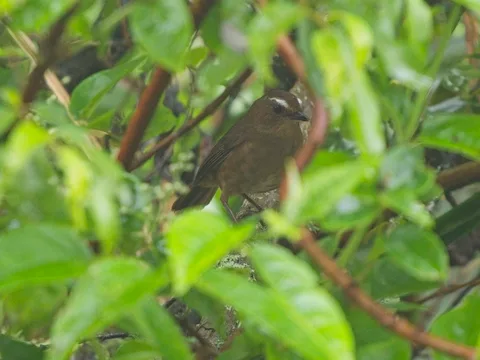 Taiwan Shortwing