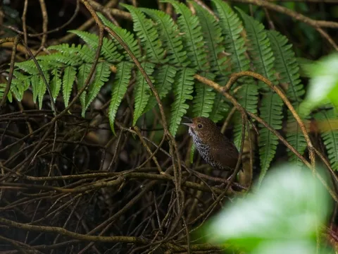 Taiwan Cupwing