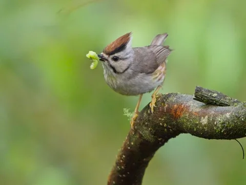 Taiwan Yuhina