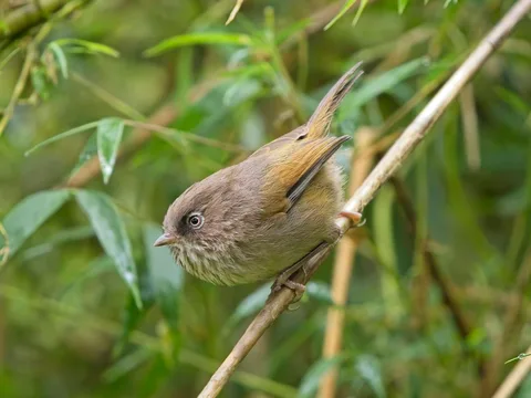Taiwan Fulvetta