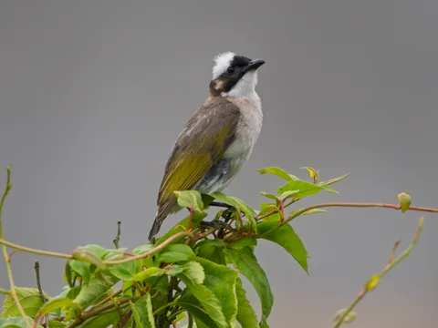Light-vented Bulbul