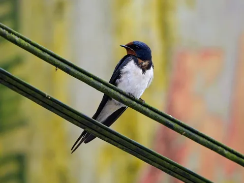 Barn Swallow