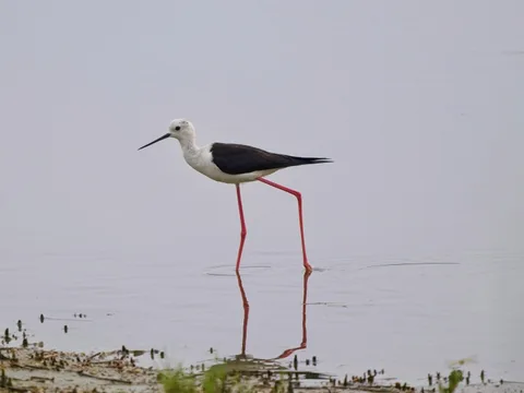 Black-winged Stilt