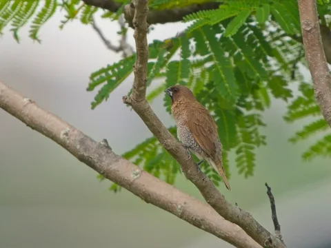 Scaly-breasted Munia