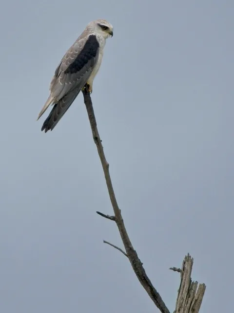 Black-shouldered Kite