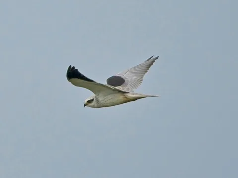 Black-shouldered Kite