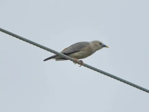 Eastern Chestnut-tailed Starling