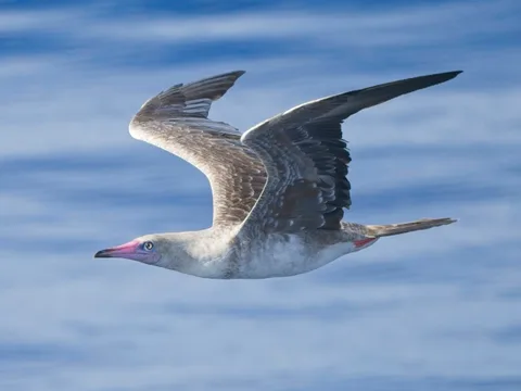 Red-footed Booby