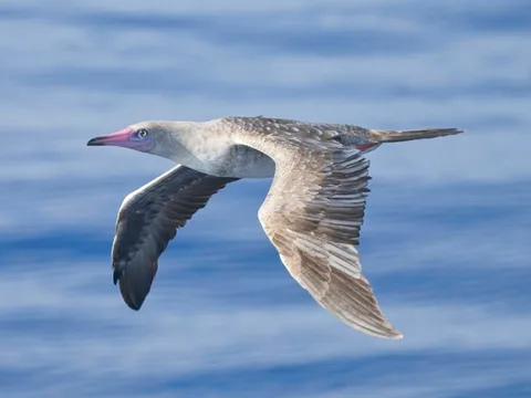 Red-footed Booby