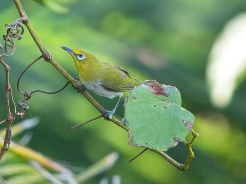 Lowland White-eye