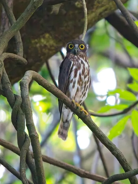 Northern Boobook