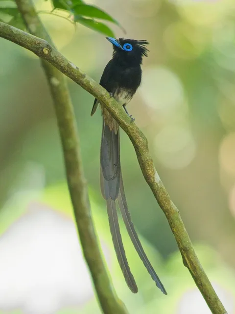 "Philippine" Black Paradise Flycatcher
