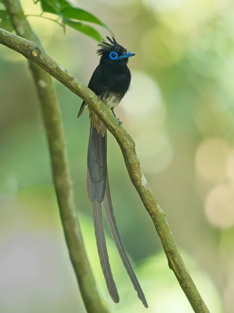 "Philippine" Black Paradise Flycatcher