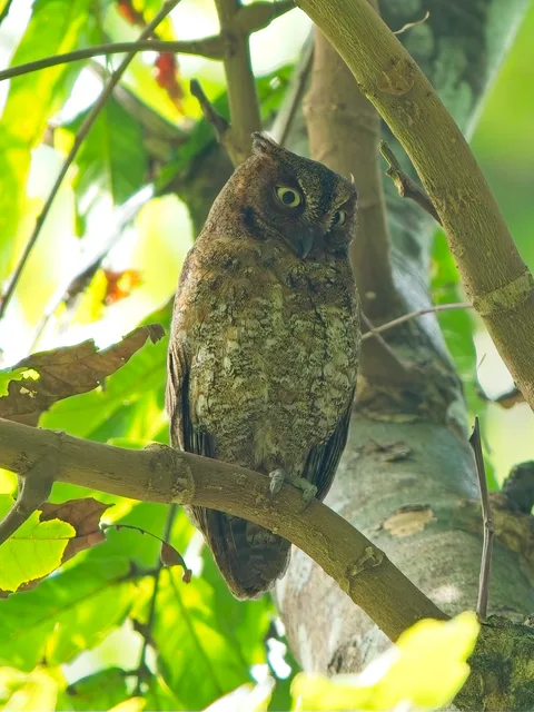 Ryukyu Scops-Owl (Lanyu Scops-Owl)
