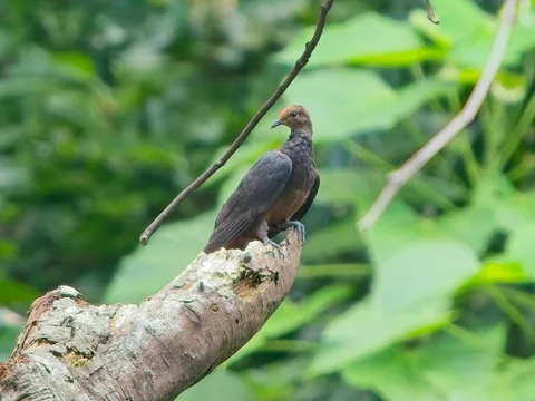 Philippine Cuckoo-Dove