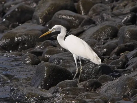 Chinese Egret