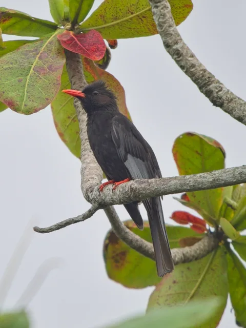 Black Bulbul