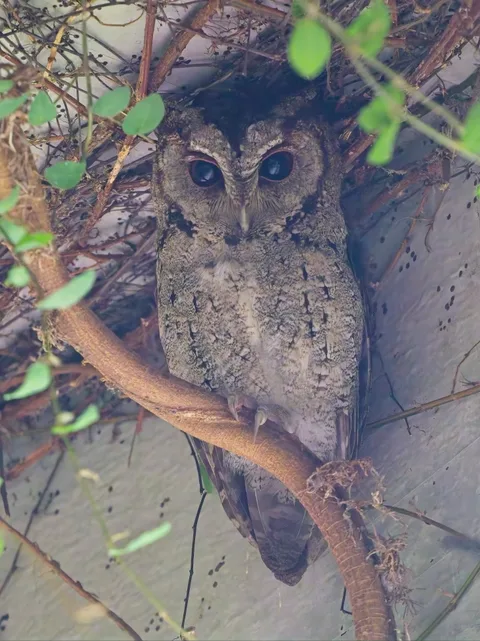 Collared Scops-Owl