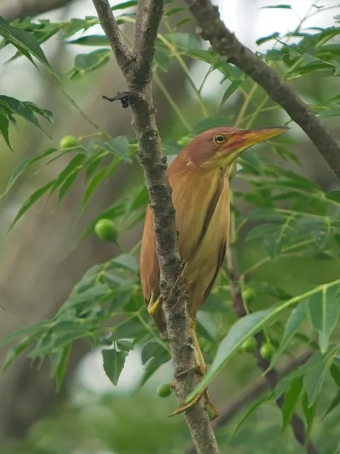 Cinnamon Bittern