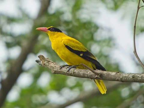 Black-naped Oriole