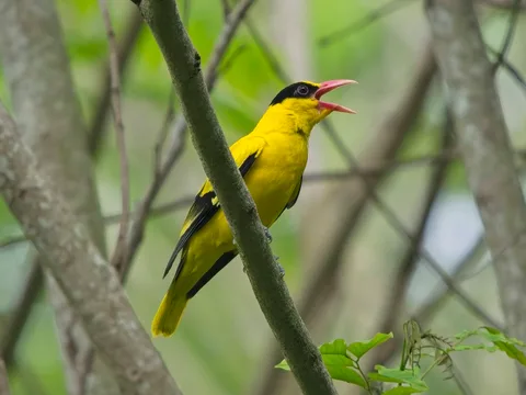Black-naped Oriole