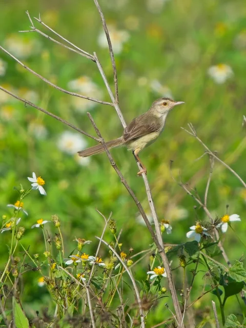 Plain Prinia