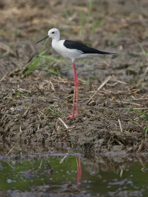 Black-winged Stilt