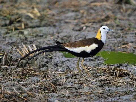 Pheasant-tailed Jacana