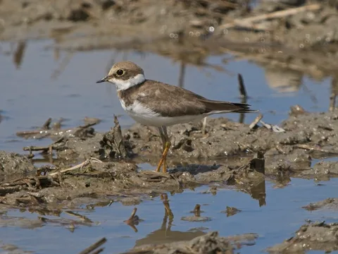 Little Ringed Plover