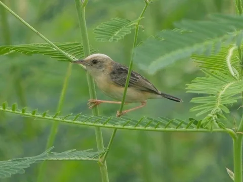 Golden-headed Cisticola